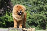 CHOW CHOW 377